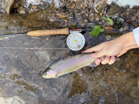 Hardy Sovereign Fly Reel Review, Field Tested Rainow trout next to Hardy Sovereign fly reel