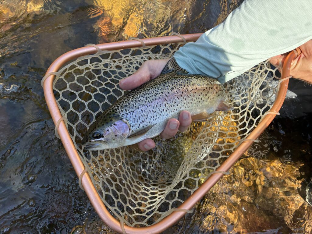 Angler holds rainbow trout in a net