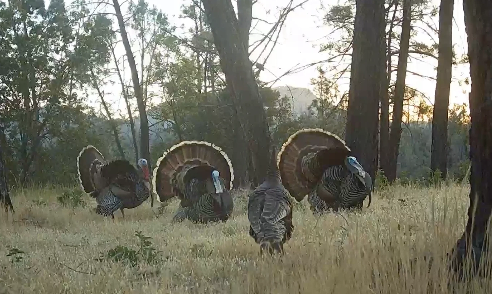 The same cameras you use for deer hunting can not only get you on a gobbler, but also help you put a tag on that tom. Here are 10 killer tips