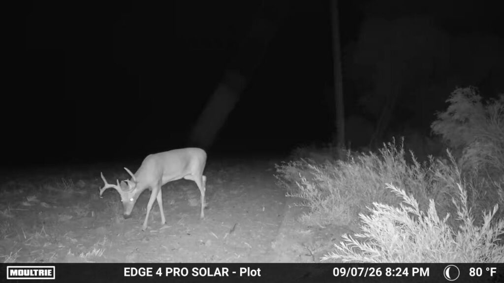 A whitetail deer buck feeds in a field at nighttime.