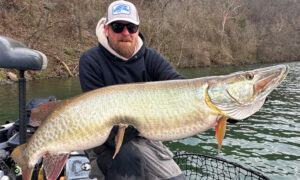 A fisherman holds up a huge musky.