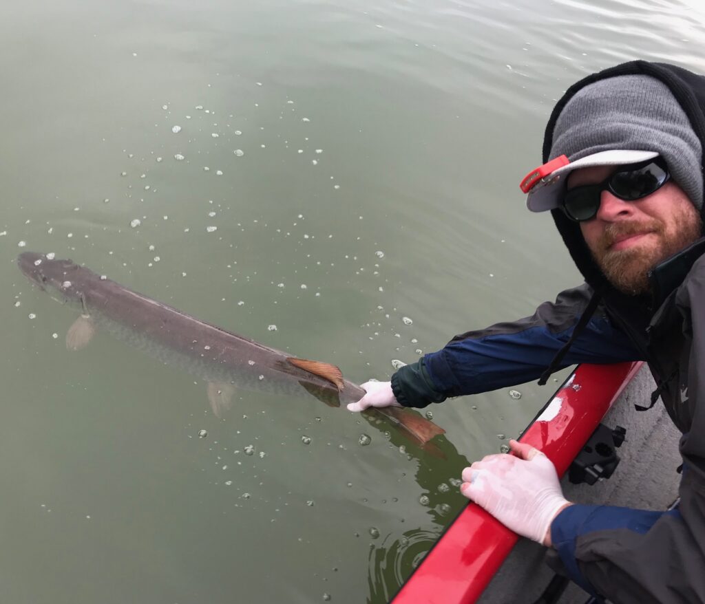 Angler supporting the tail of a muskie at the time of release