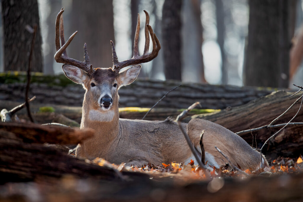 A whitetail buck bedded among blowdowns. 