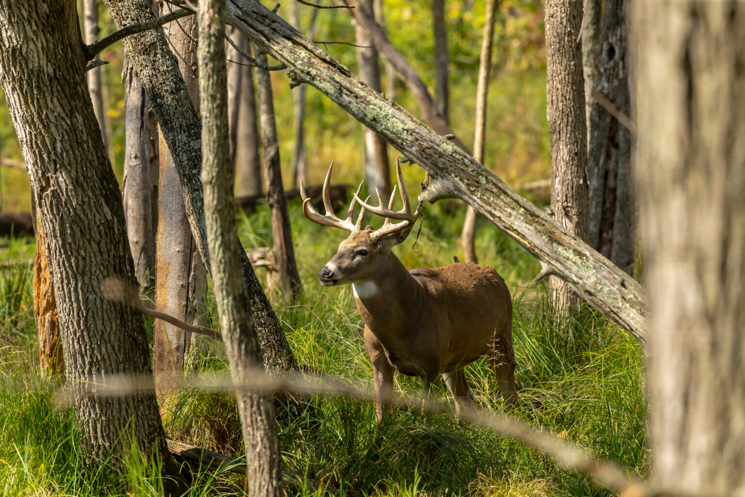 A whitetail buck walk through green grass in the timber.