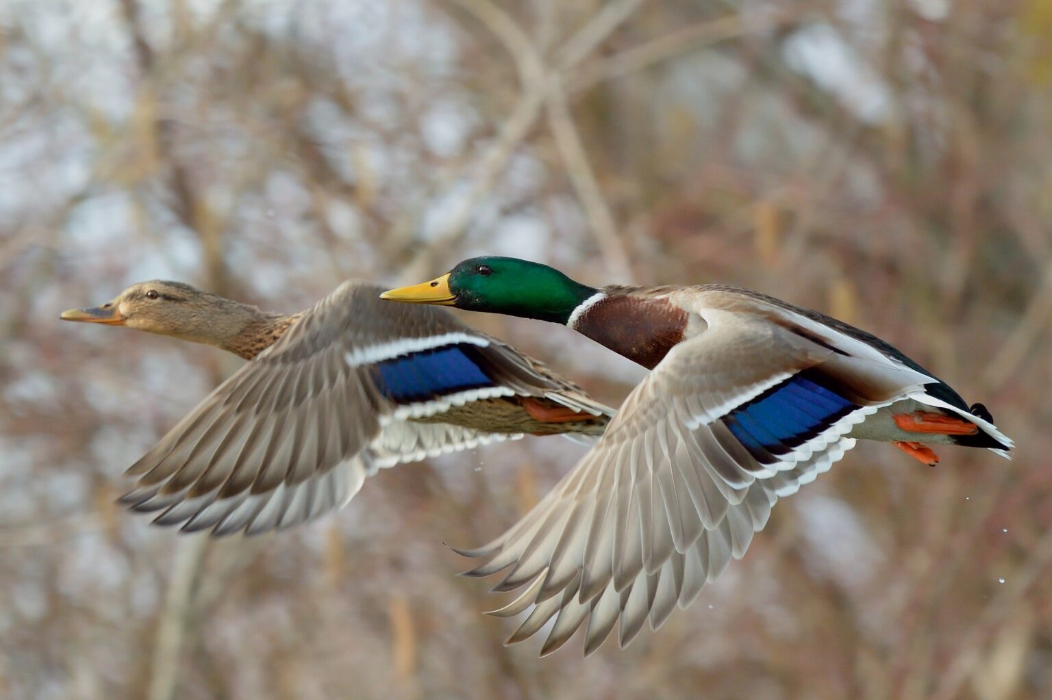 A drake and a hen mallard flying together.