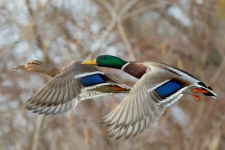 A drake and a hen mallard flying together.