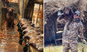 two photos of a dog with ducks and a hunter holding his dog.