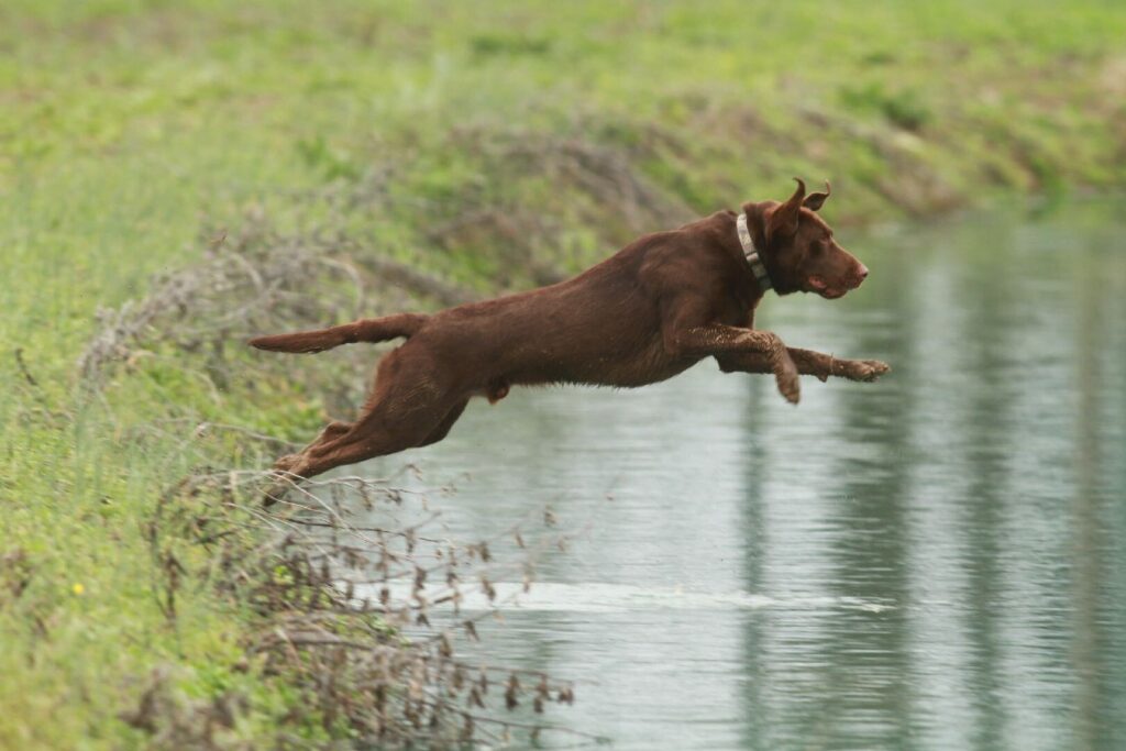 A brown dog jumps into a body of water
