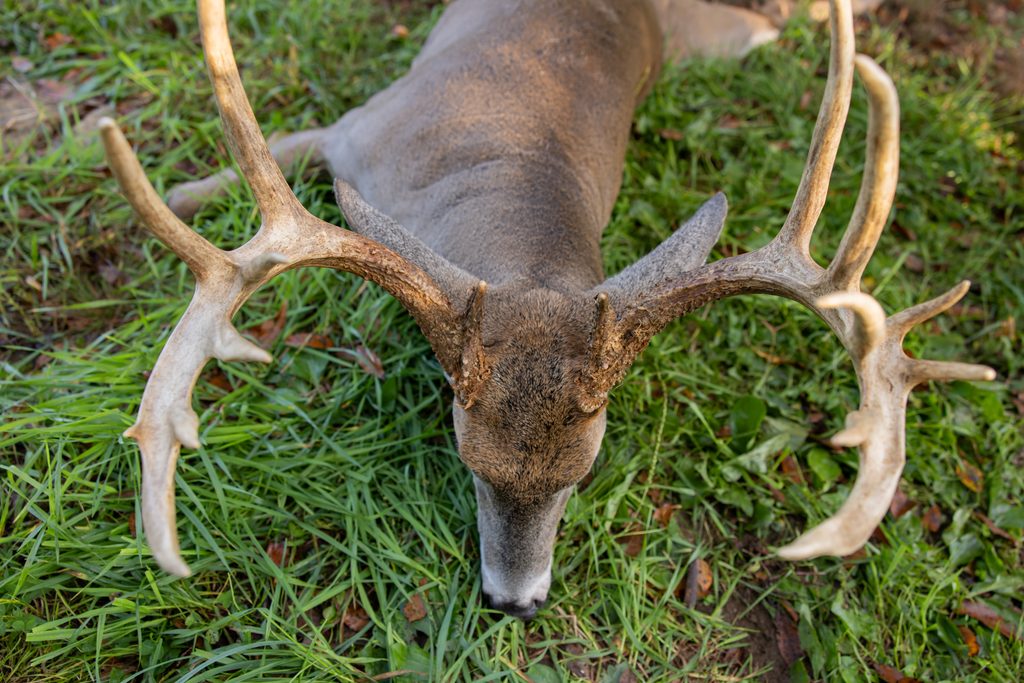 An overhead shot of a 200-inch whitetail taken in Ohio during bow season.