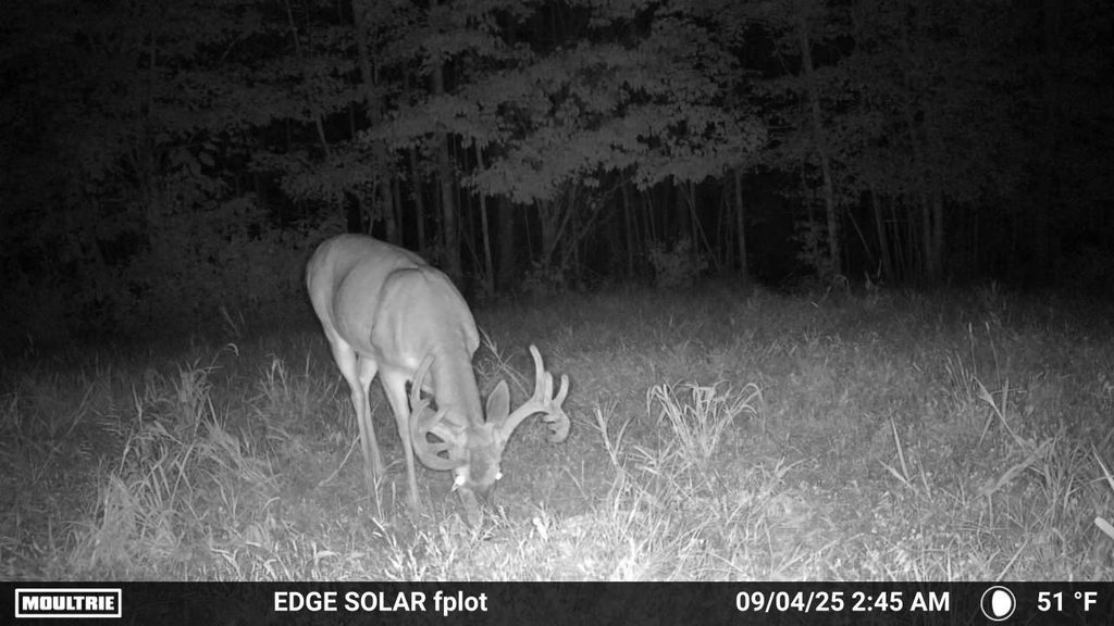 A trail cam photo of a trophy-class whitetail feeding in September.