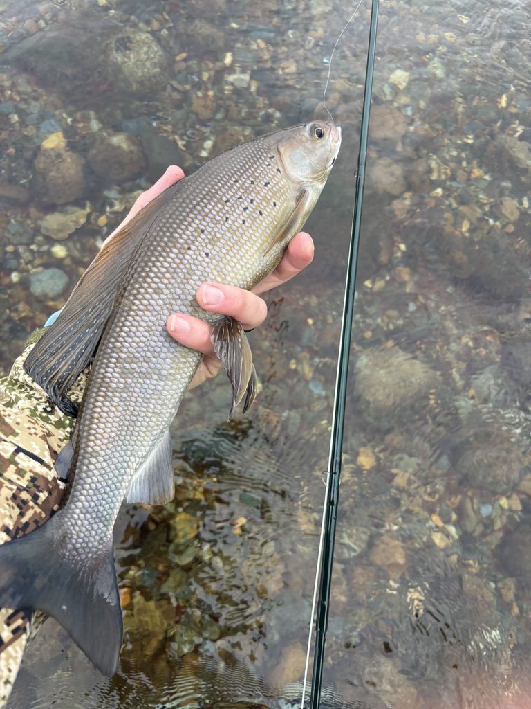A large Arctic grayling caught in Alaska's Brooks Range. 