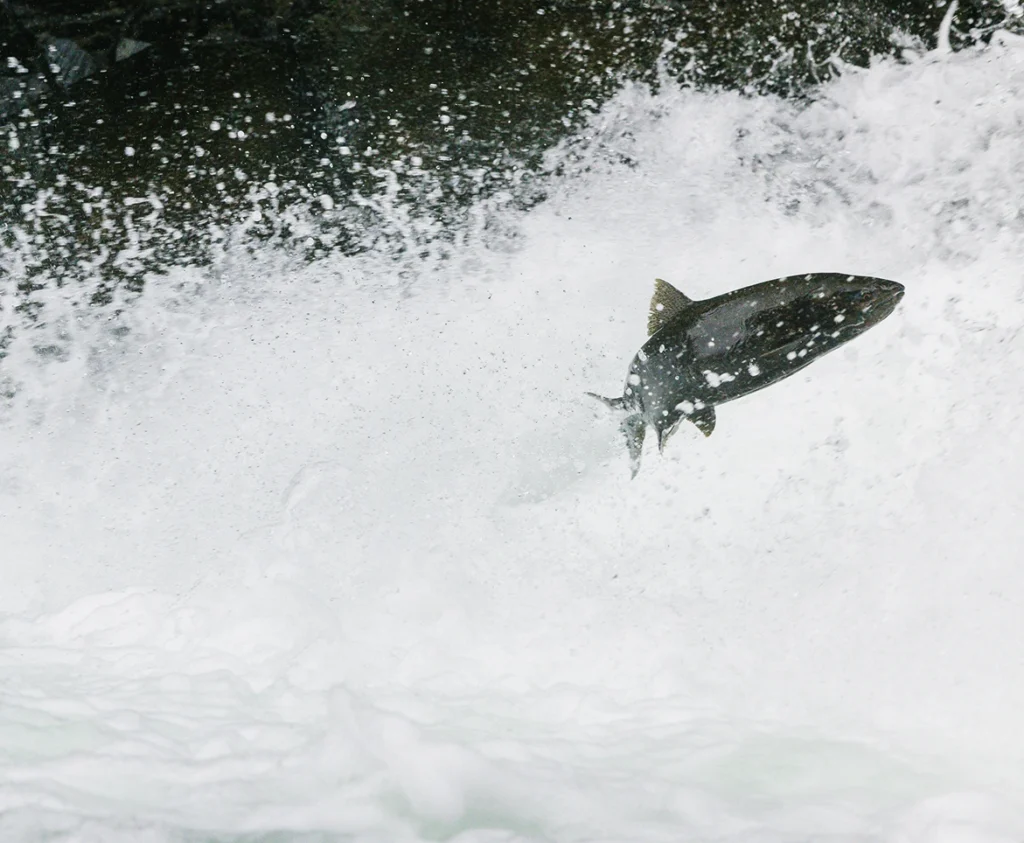 salmon, alaska