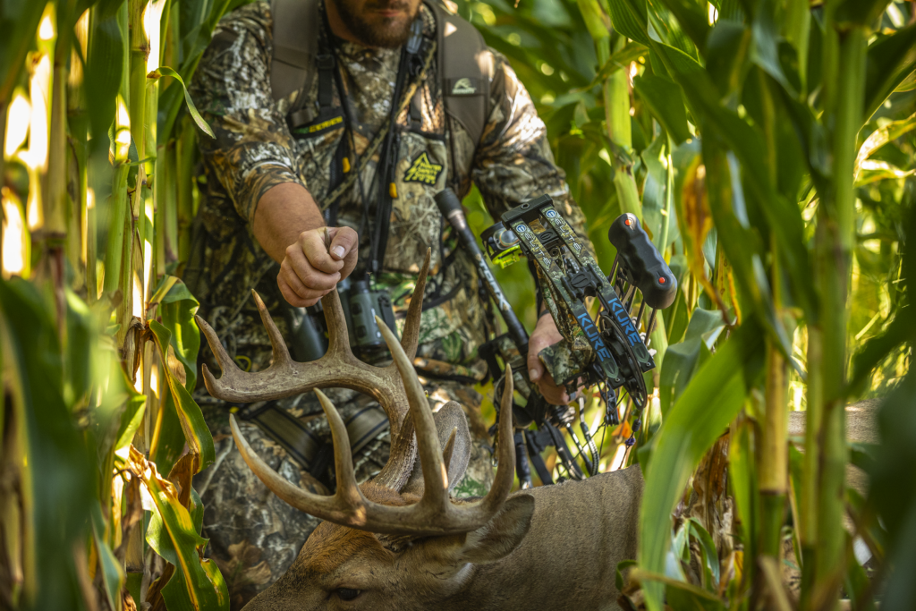 A bow hunter recovers a big buck in a cornfield