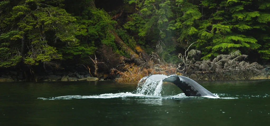 Alaska whale tail