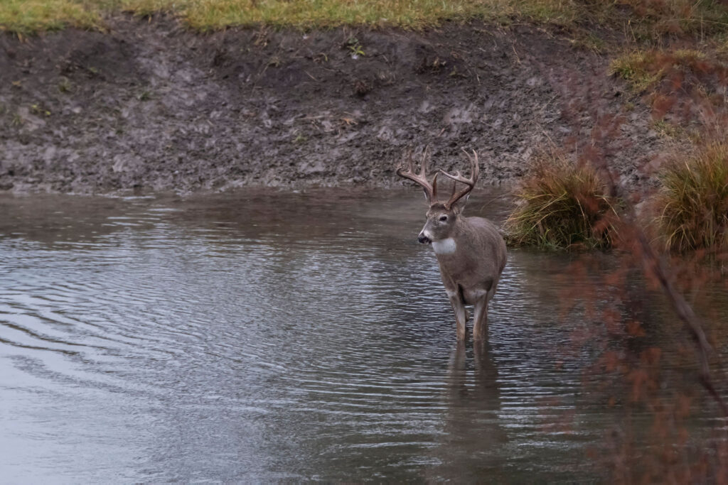 A buck standing in a creed or water hole