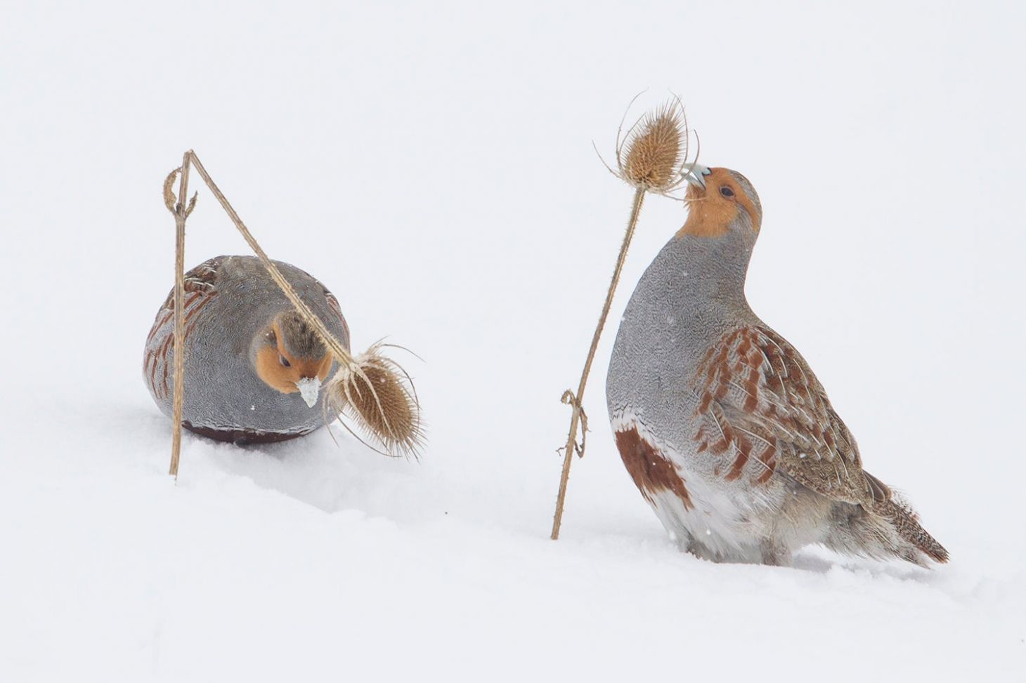 birds with teasel stalk