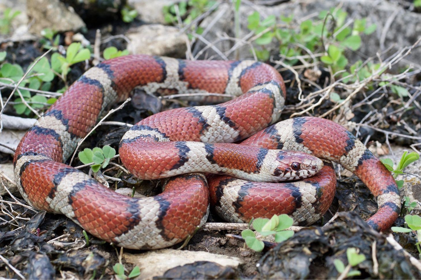 milk snake coiled on rocks