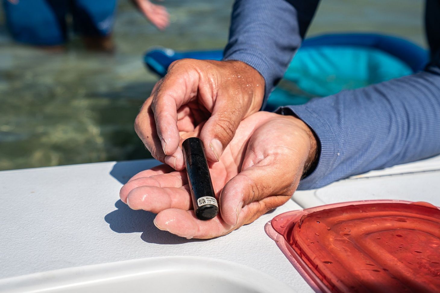 hands hold an acoustic fish tag