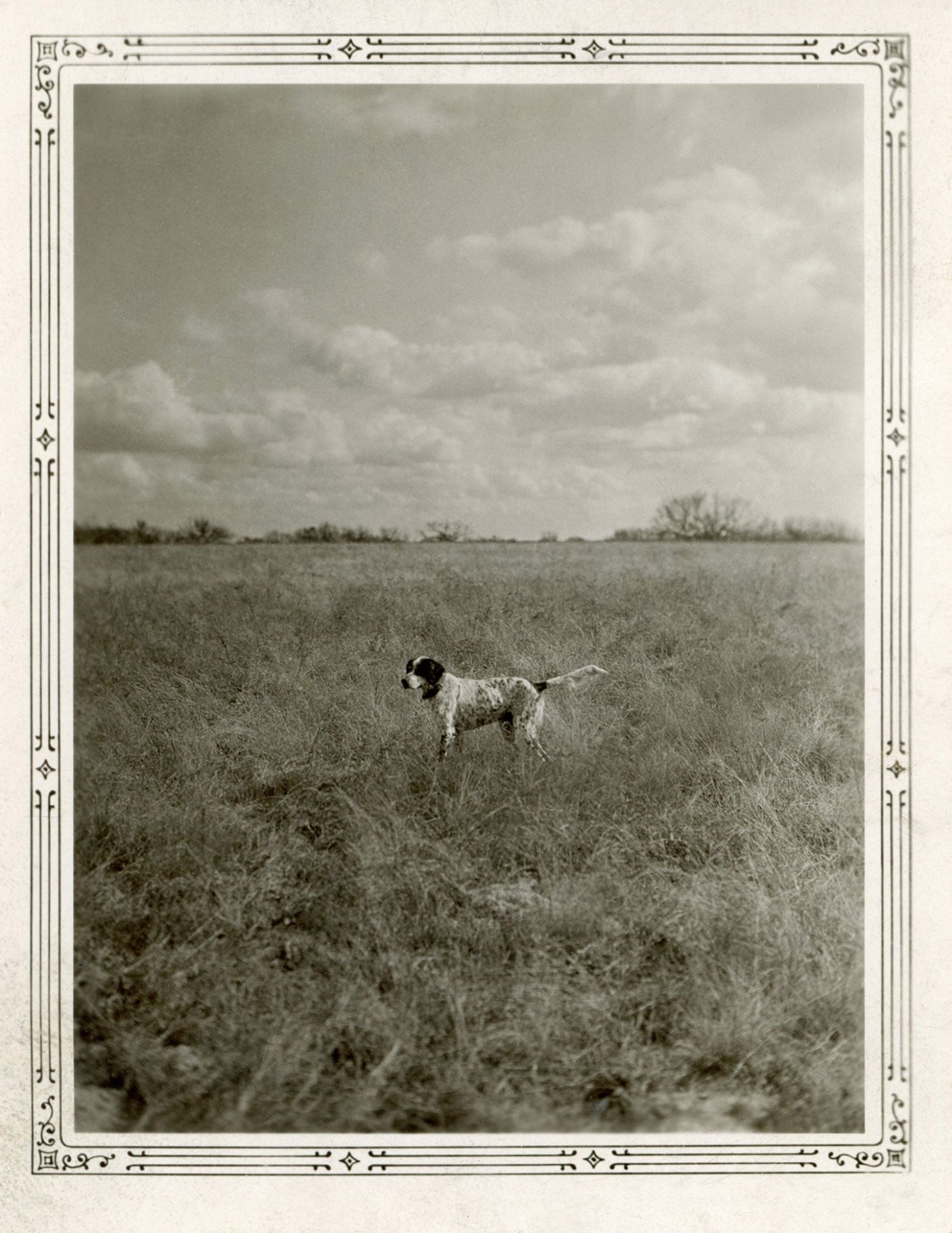 English setter on point during a bird hunt (Photo/Field & Stream Archives)