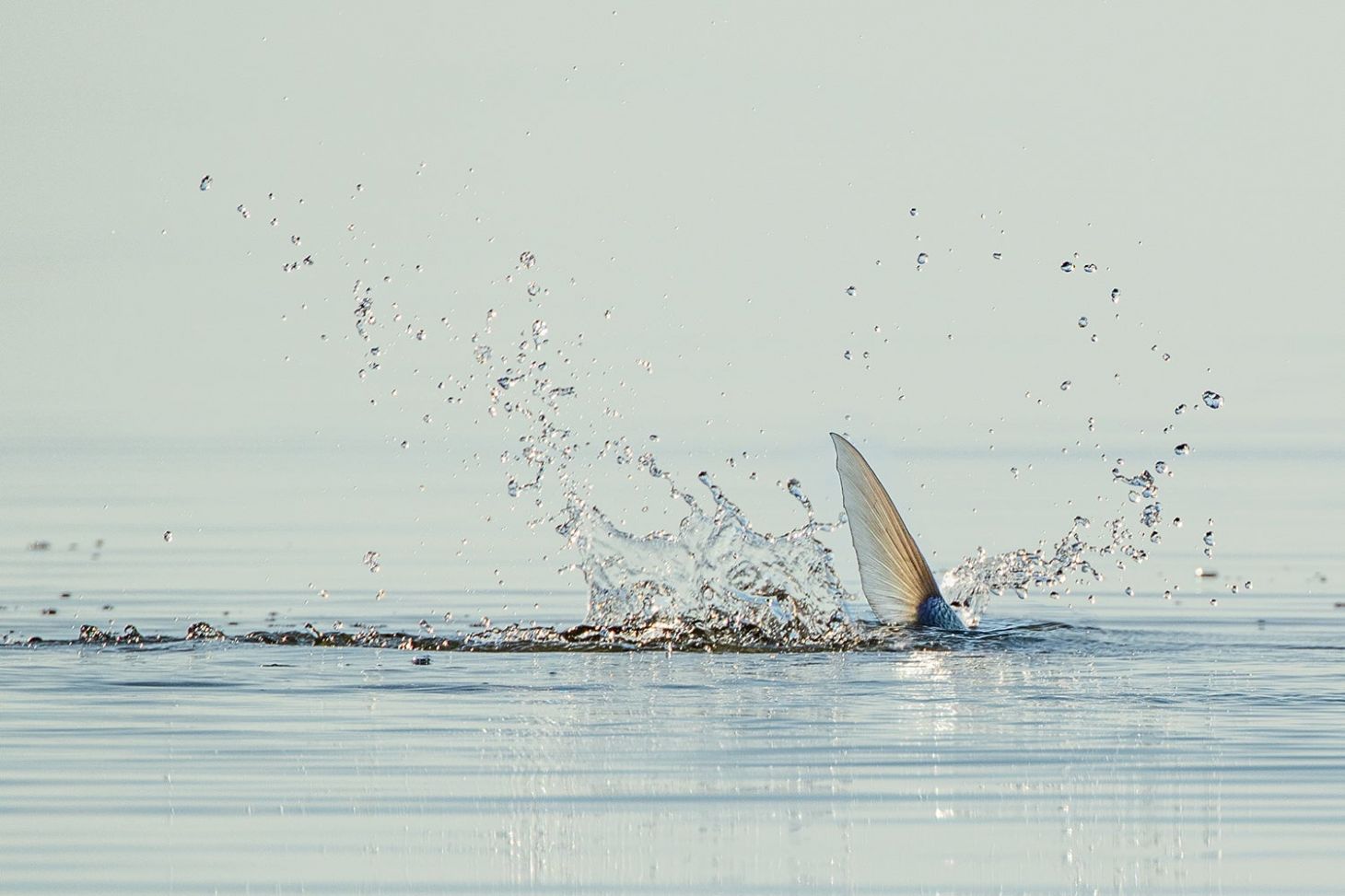 tail fin of bonefish sticks up above water, making a splash