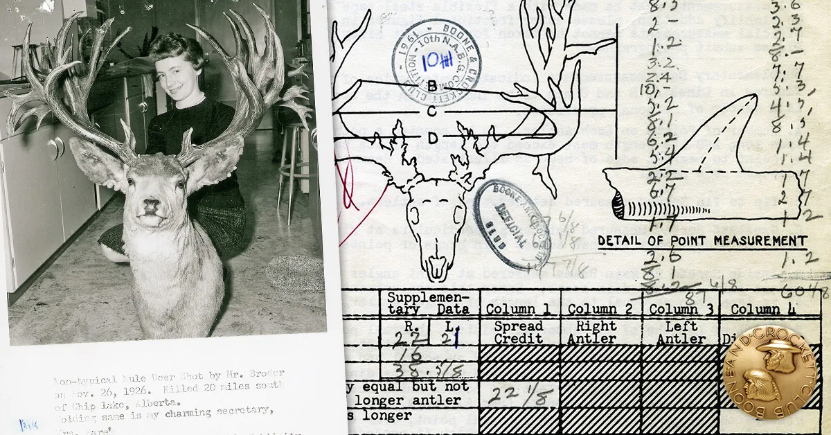 The Ed Broder Buck—Alberta