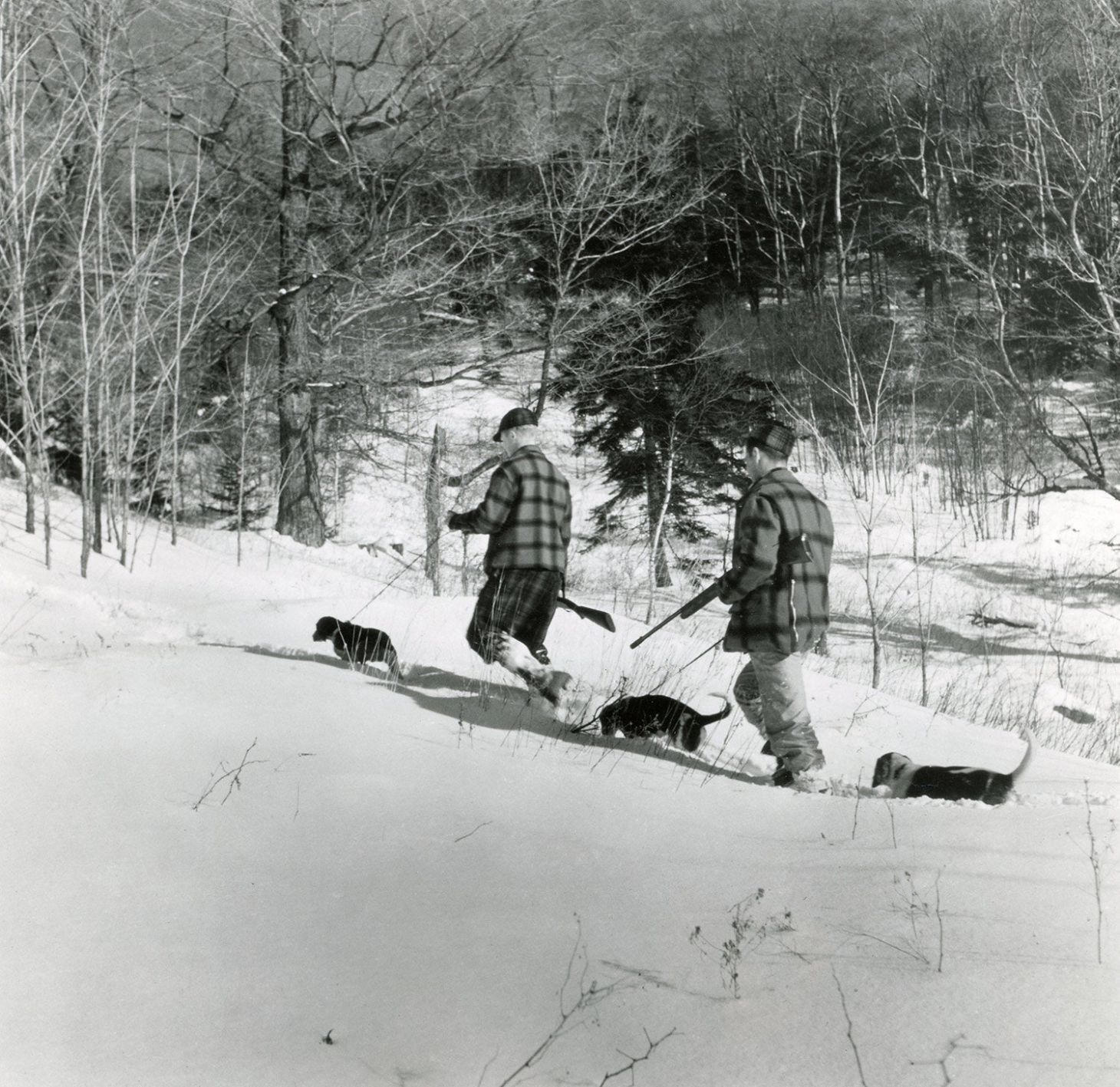 Small game hunting in the snow with beagles. (Photo/Field & Stream Archives)