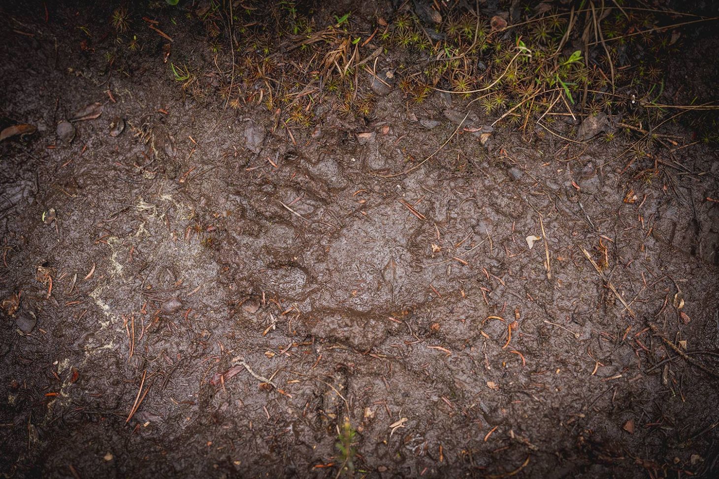 Grizzly print in mud