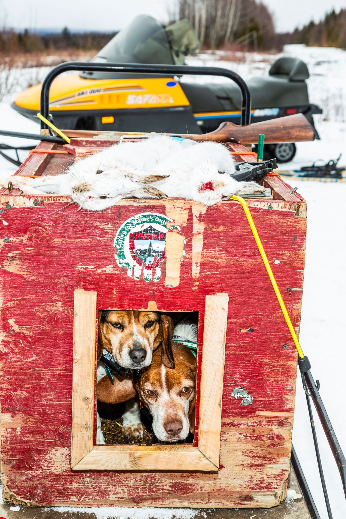 Beagles in a dog box after a successful snow shoe hare hunt. 