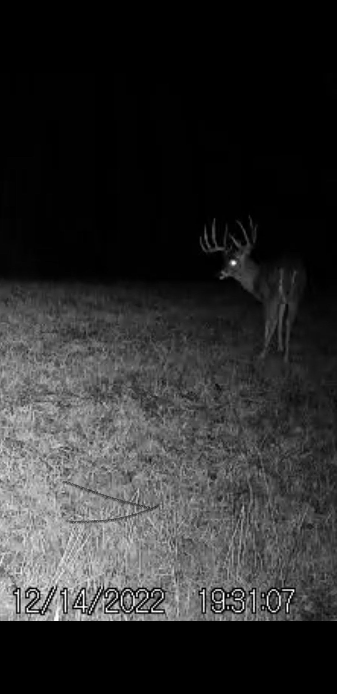 A trail camera photo of a trophy buck. 