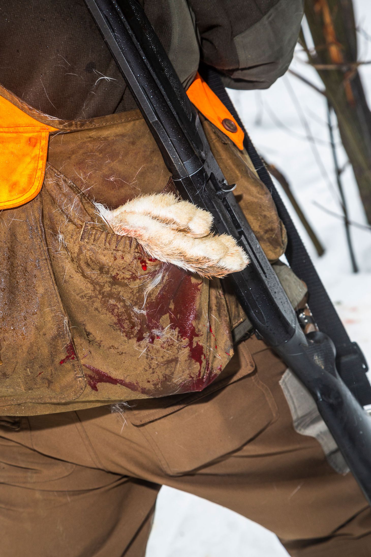 A hunter walks with a snowshoe hare in his game vest. 