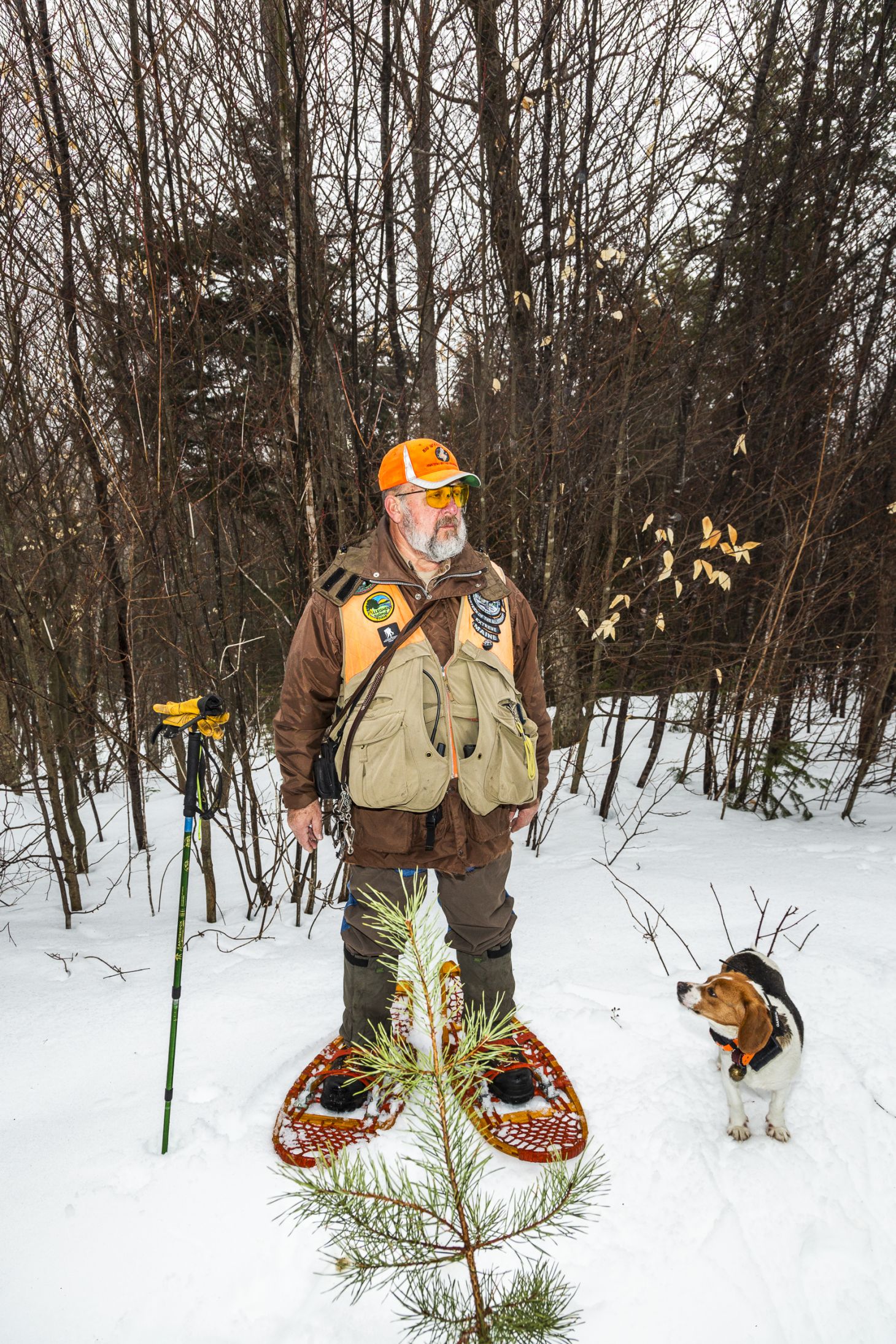 A snowshoe hare hunter stands in the snow with a beagle. 