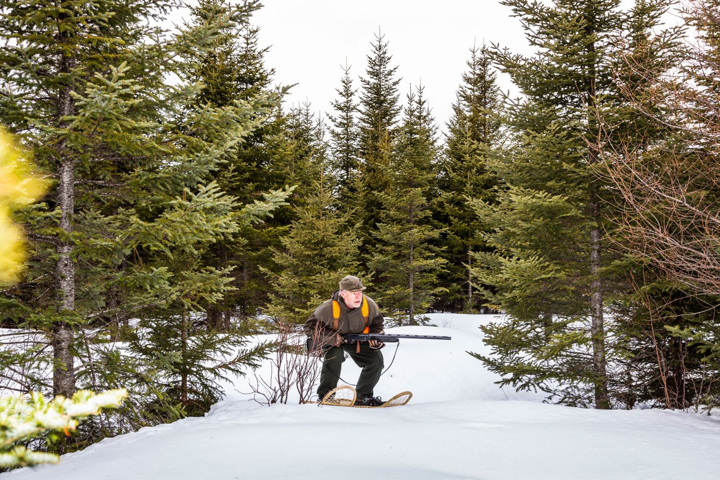 A snow shoe hare hunter waits for a rabbit to run into the open for a shot. 