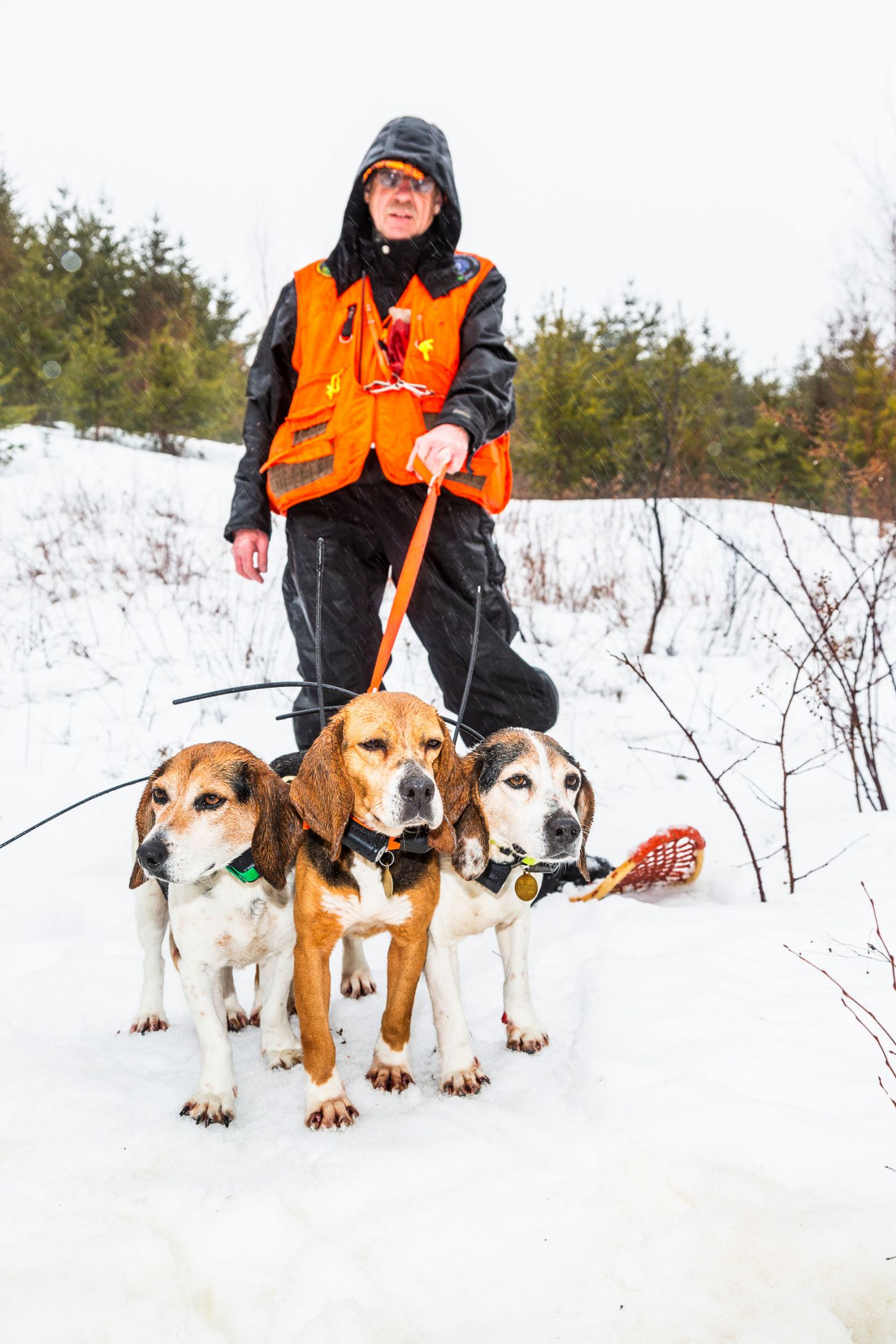 A snowshoe hair hunt holds back his beagles before the hunt begins. 