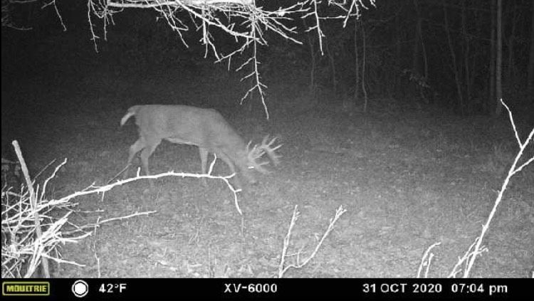 Trail camera photo of a 16-point buck walking through a food plot. 