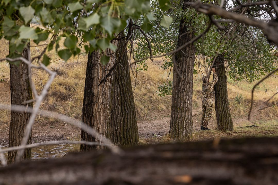 An elk hunter hangs a camera on a tree.