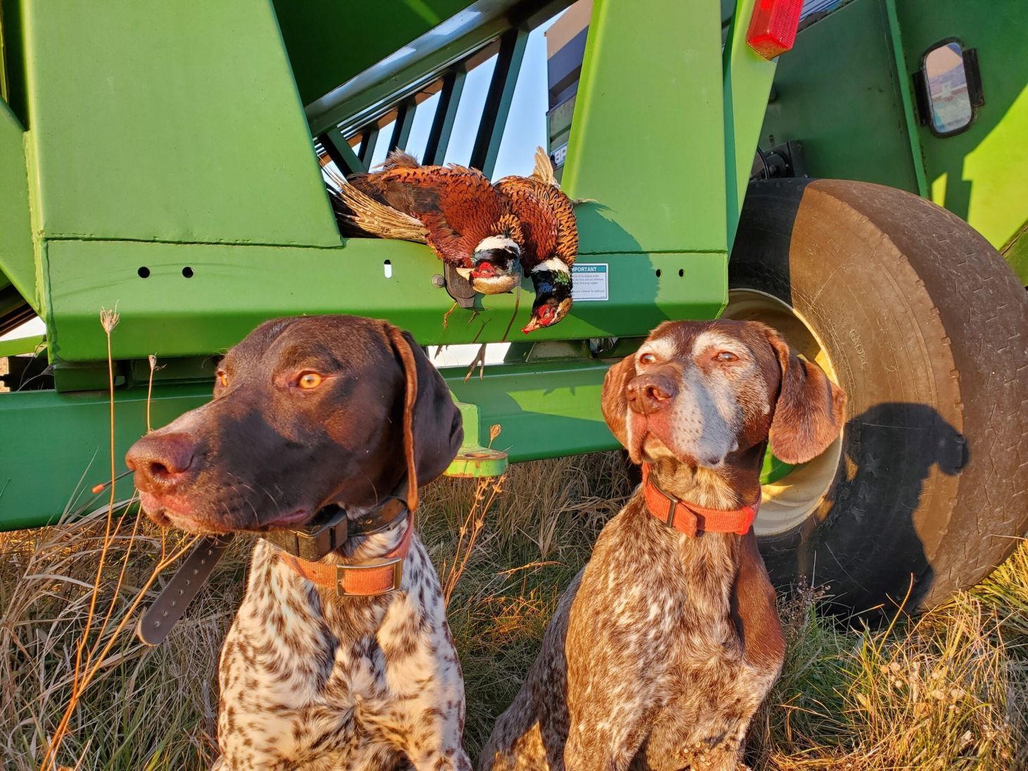 Two hunting dogs testing training collars for Field & Stream