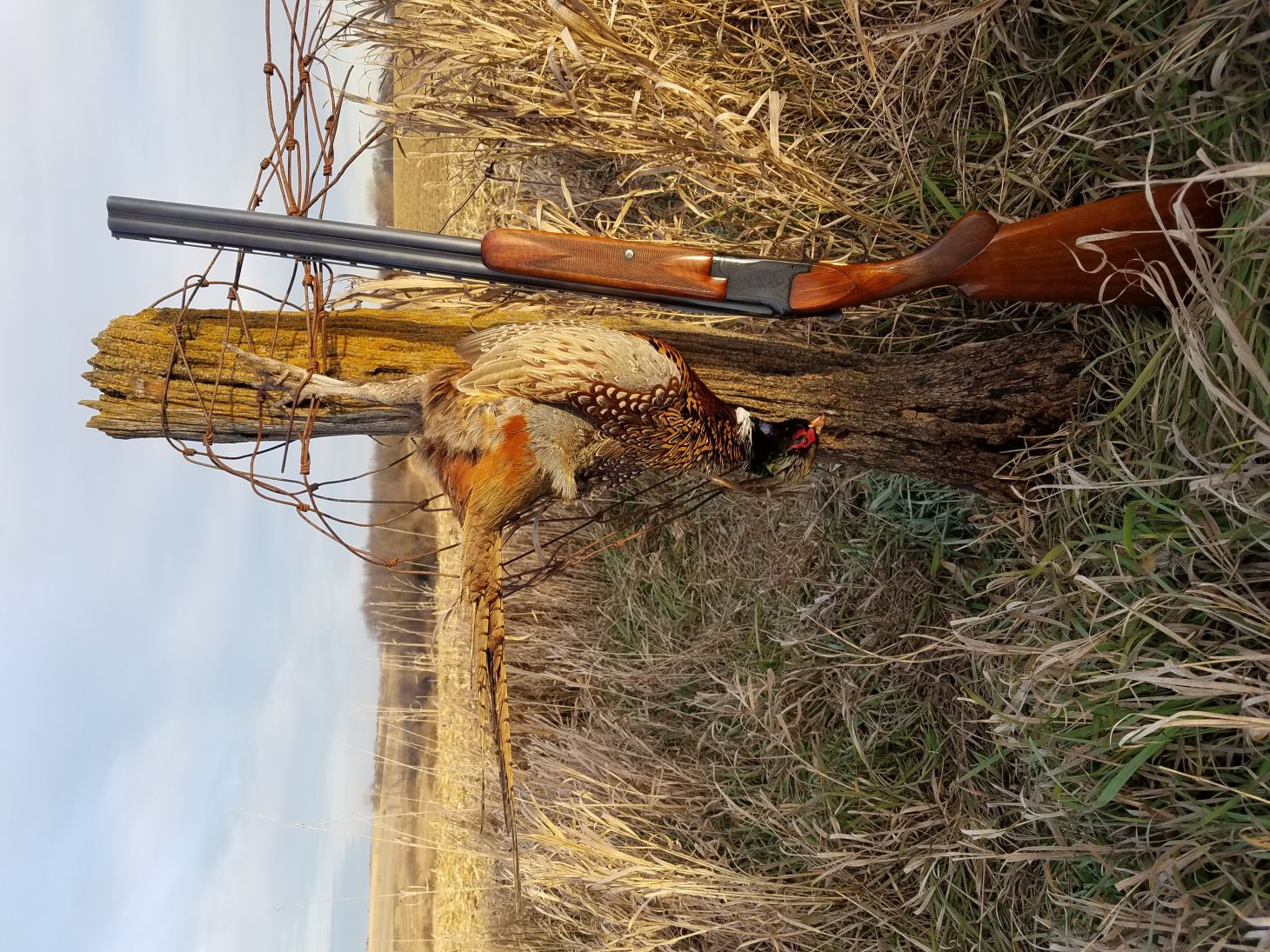 A Browning Superposed shotgun leaning on a fence post with a harvested pheasant. 