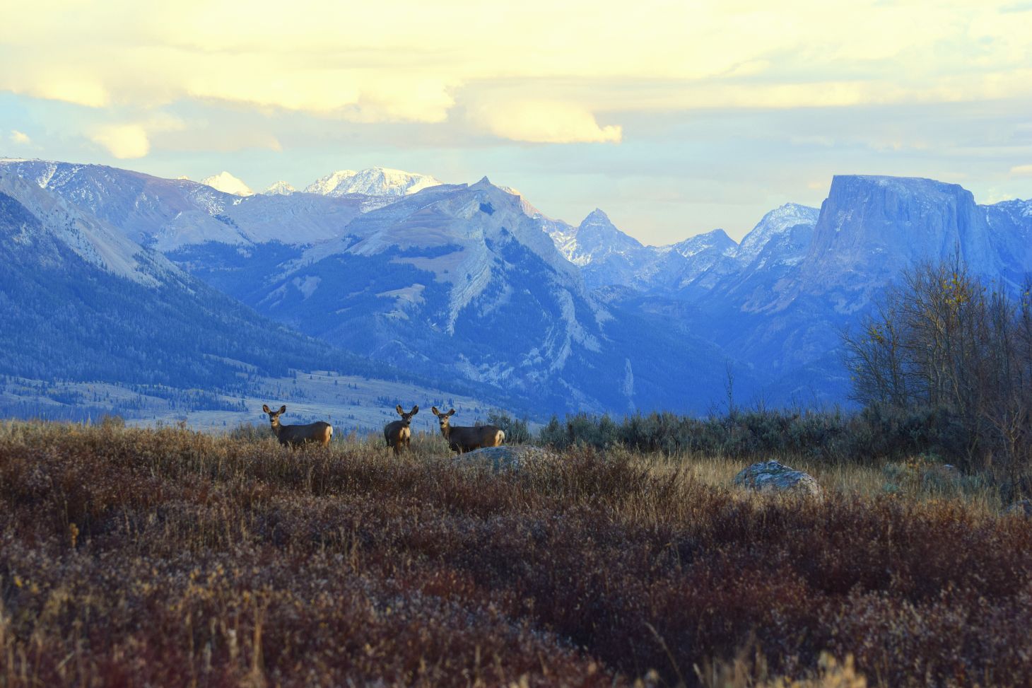 Mule deer in the Bridger-Teton National Forest, Wyoming. 