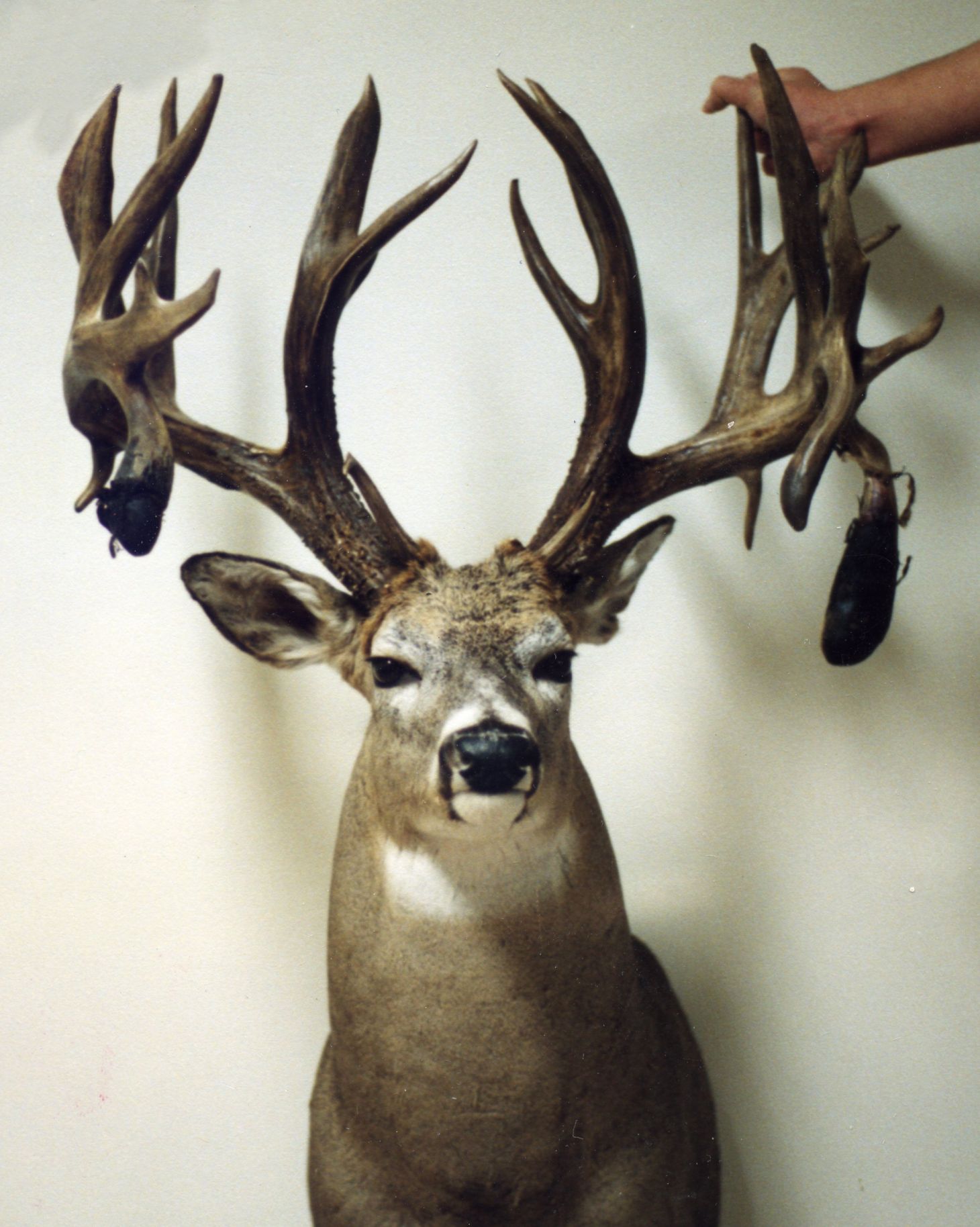 The Neil Morin Buck—Alberta 