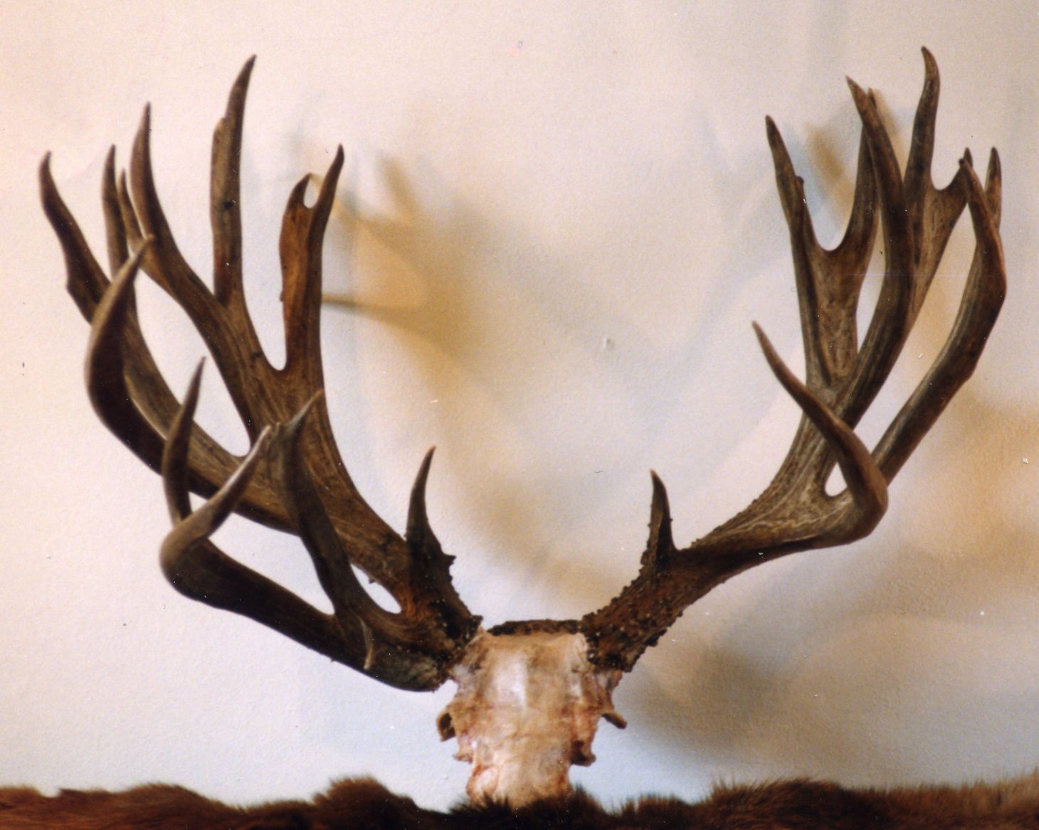 The Robert Arledge Buck—Idaho