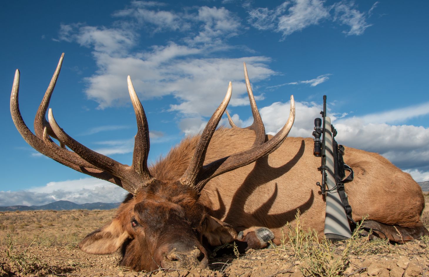 A bull elk with a 308 Winchester rifle resting on its flank. 