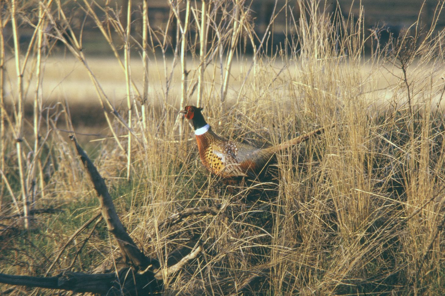 A wild pheasant in the brush in Montana. 