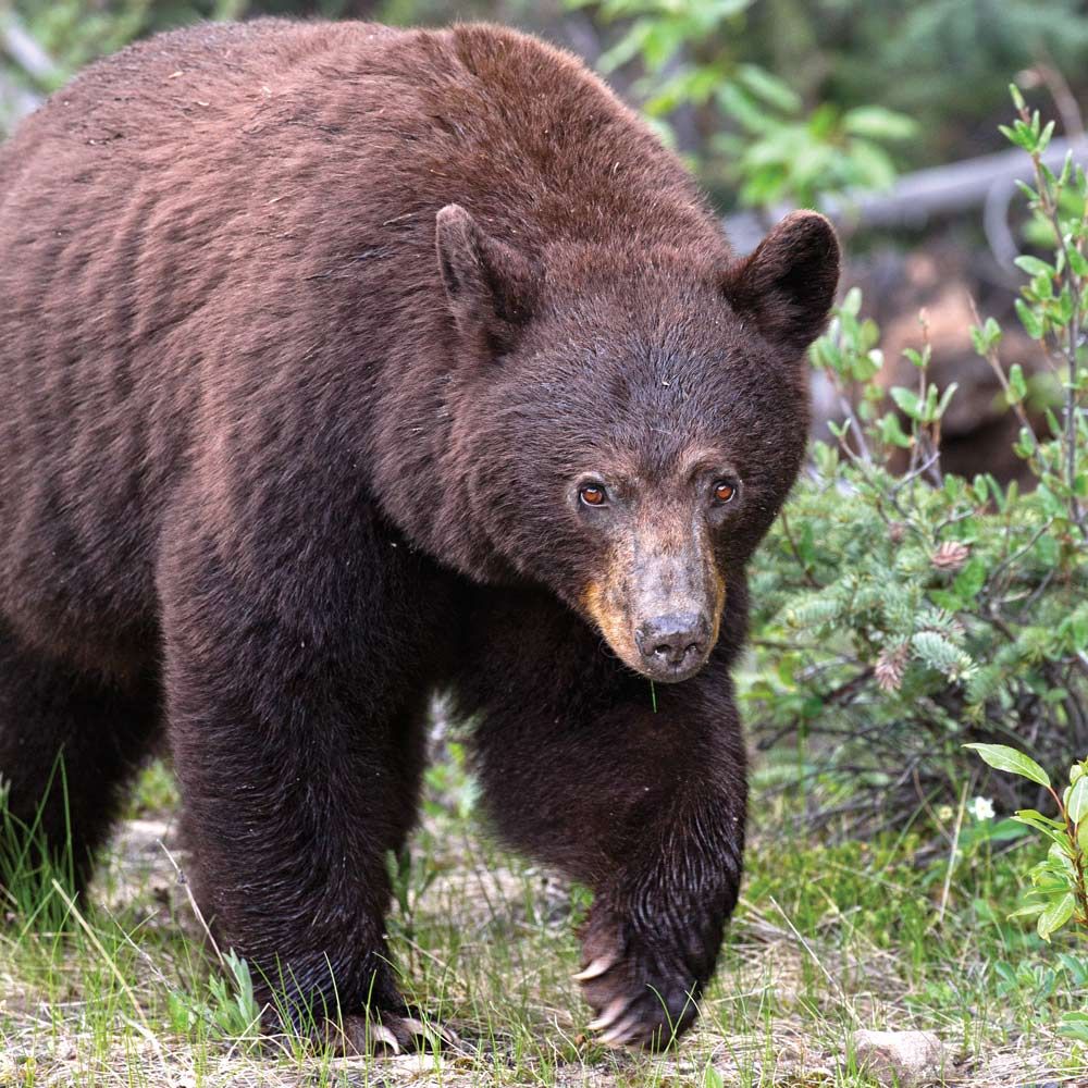 Idaho Spring Bear hunting