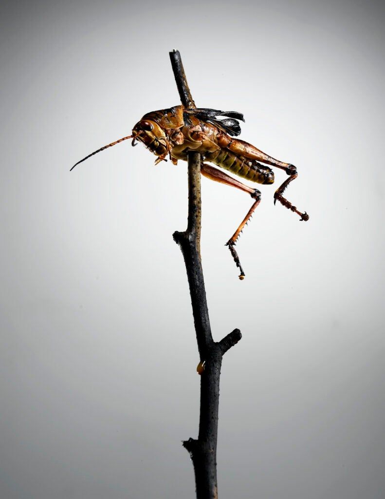 A roasted grasshopper skewered on a stick