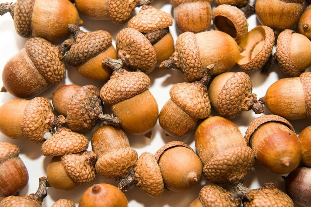 Acorns on a white background.