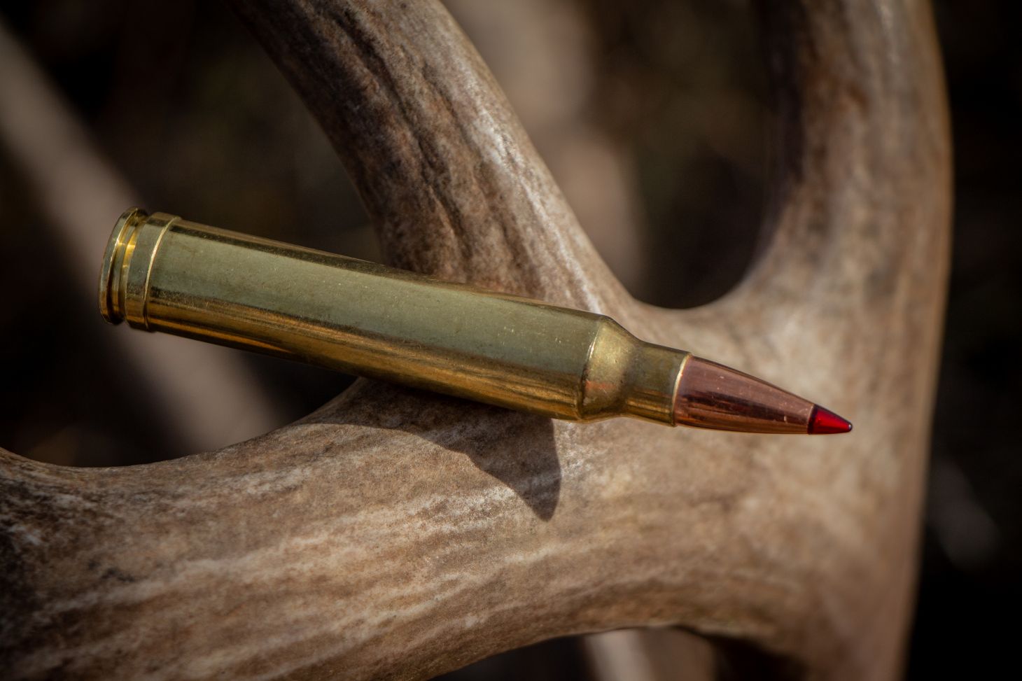 A 300 Win Mag cartridge resting on a whitetail deer antler. 