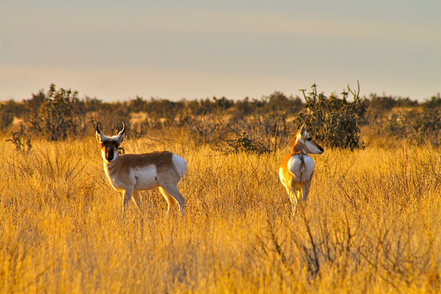 More than 3,000 species of wildlife occur on BLM's more than 245 million acres in 23 States.