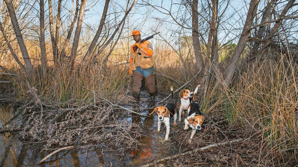 buchanon beagles rabbit hunting