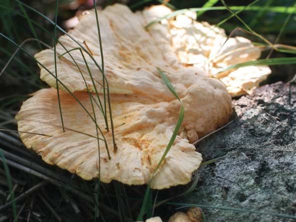 A chicken of the woods mushroom growing on a tree stump