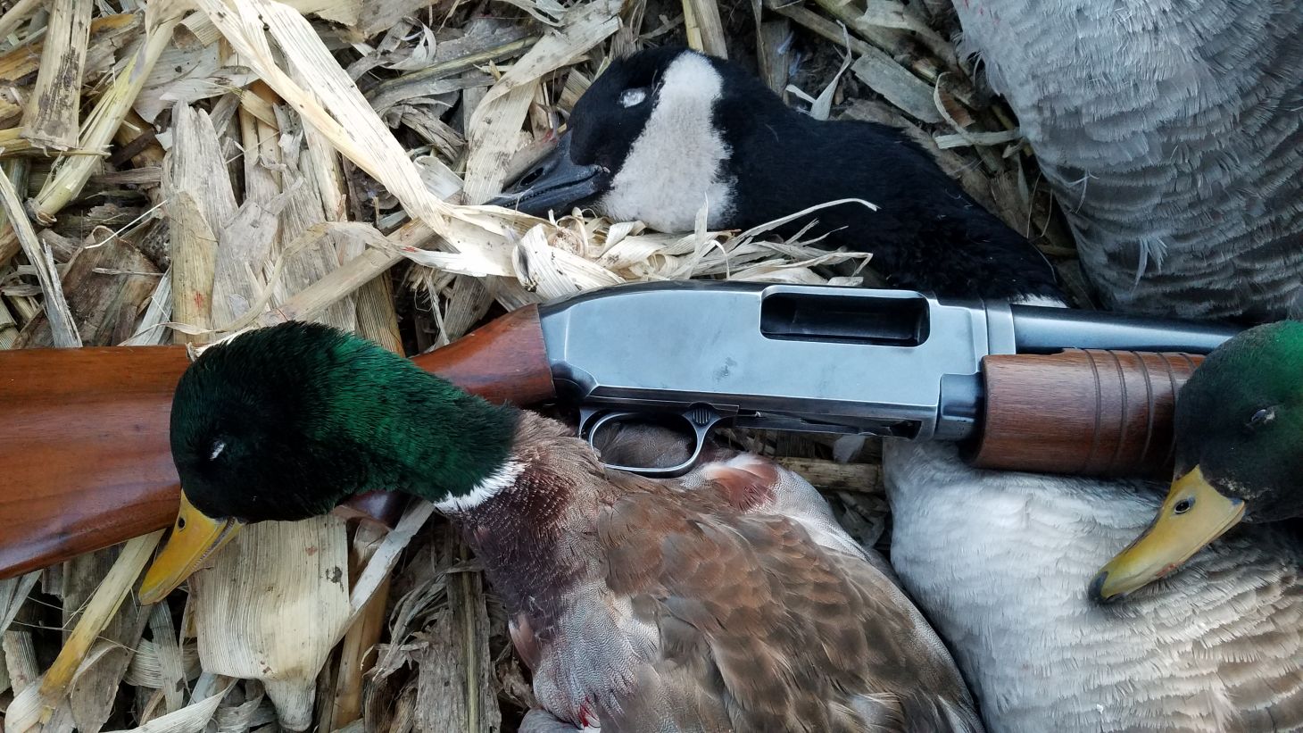 A Winchester 3-inch Model 12 shotgun with two mallard ducks and two Canada geese take with it. 